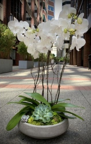 Enjoy Life Orchid Arrangement