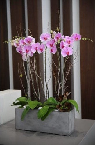 A Set Of Orchids