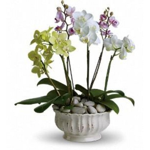 Orchid 4