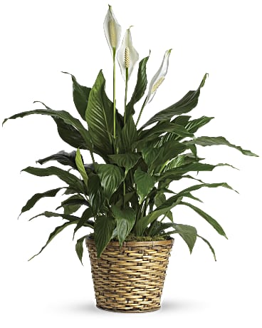 Peace Lily plant