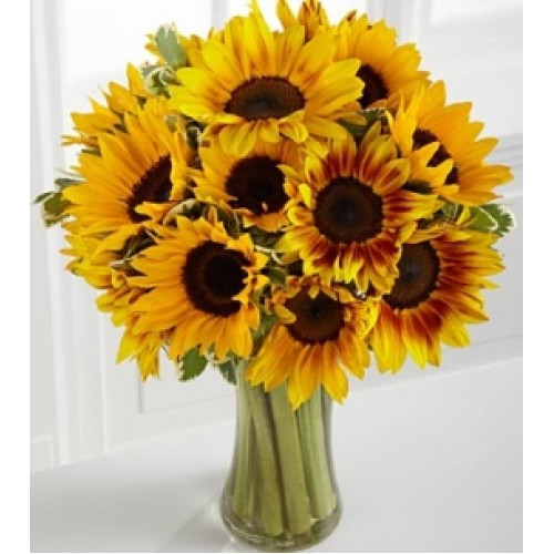 All Sunflowers